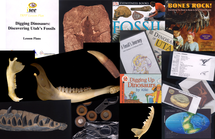 Box of Fossil Finds